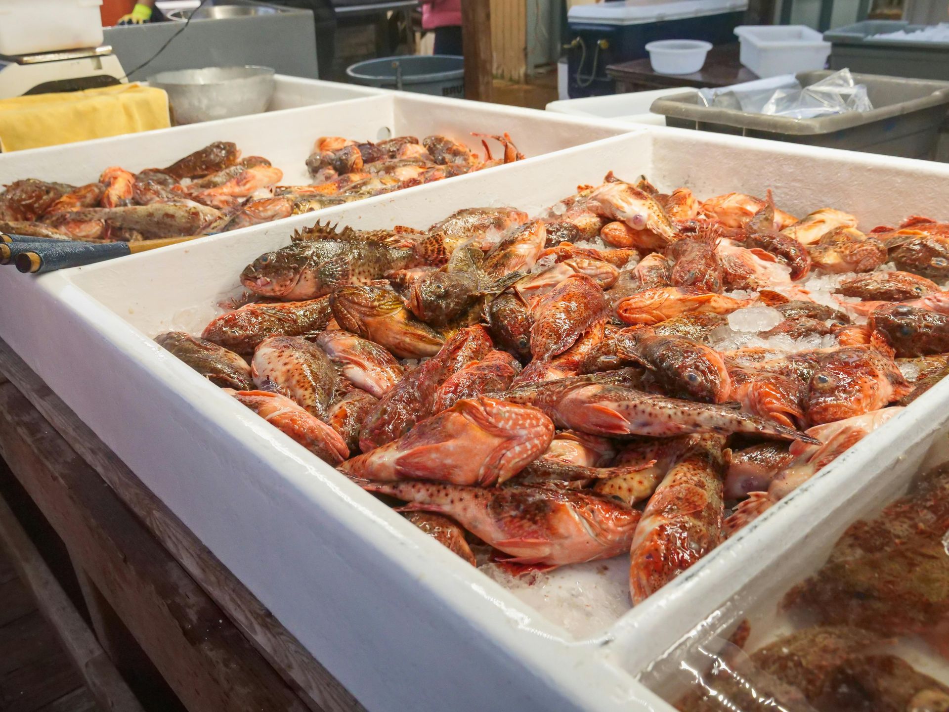 Fresh red fish arranged on ice in white plastic bins at a market.