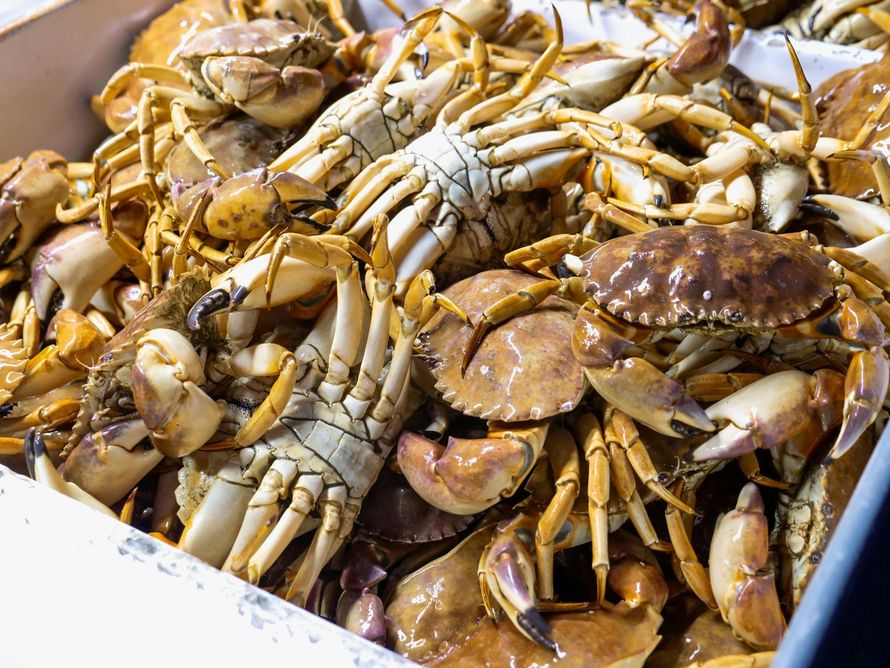 A close-up of a container filled with numerous brown and tan cooked crabs, densely packed together.