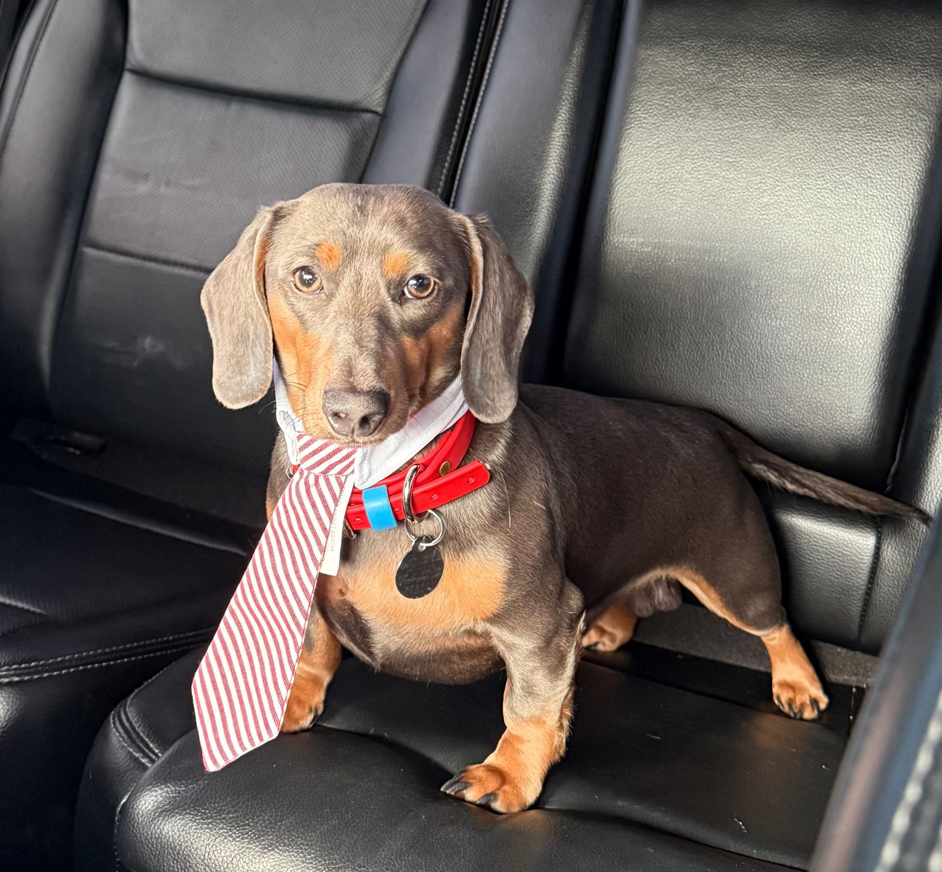 Dachshund wearing a red tie and blue collar sits on a black leather car seat.