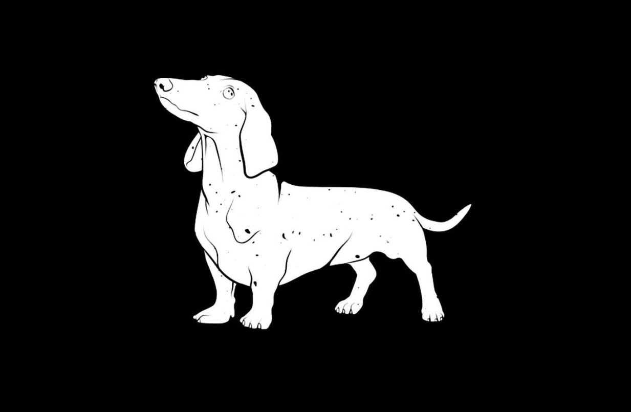 White dachshund standing in profile on a black background