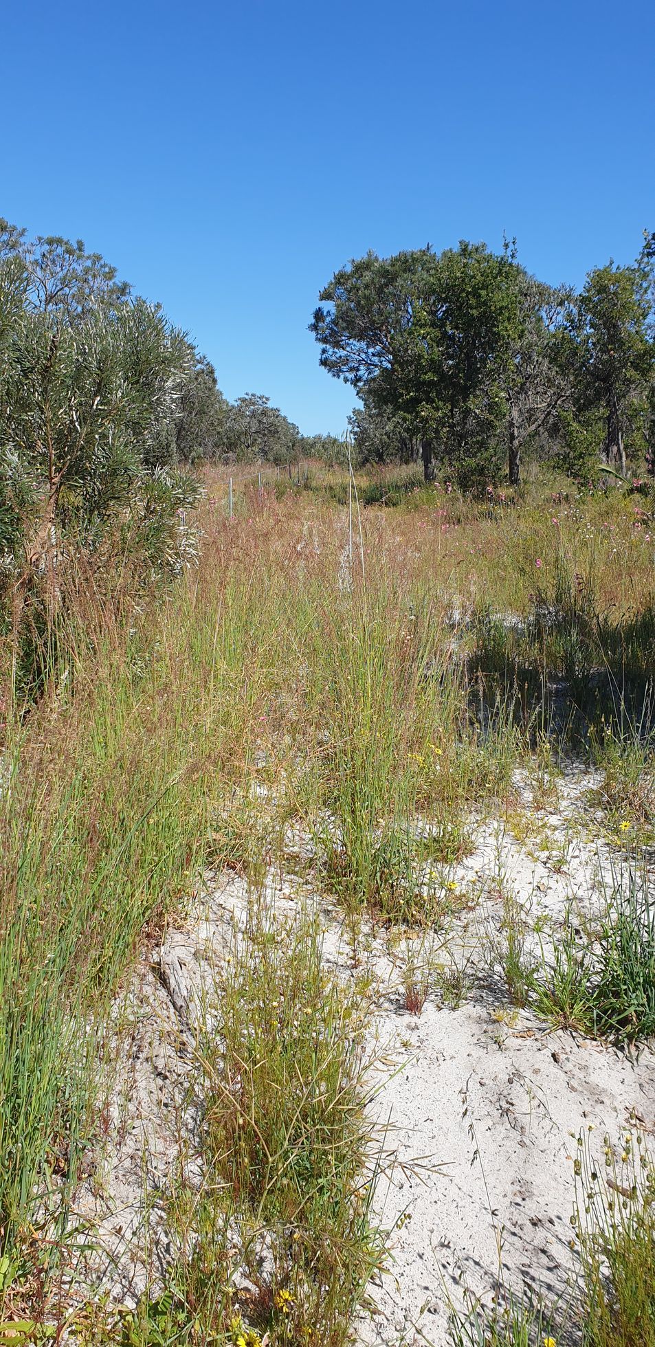 Firebreak in Serpentine Jarrahdahl