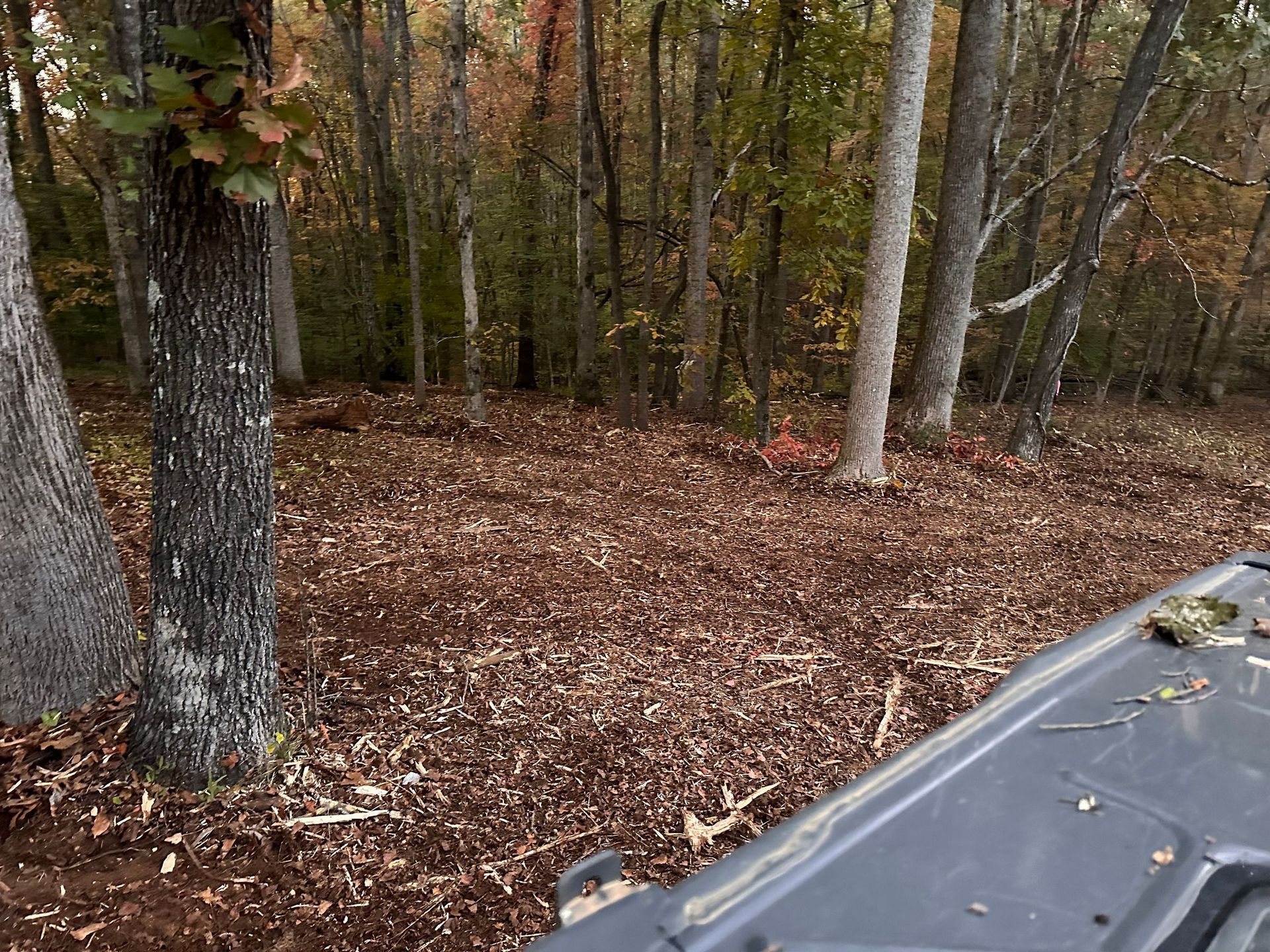 Wooded area with brown leaf ground cover and several trees. A vehicle's corner is in view on the right.