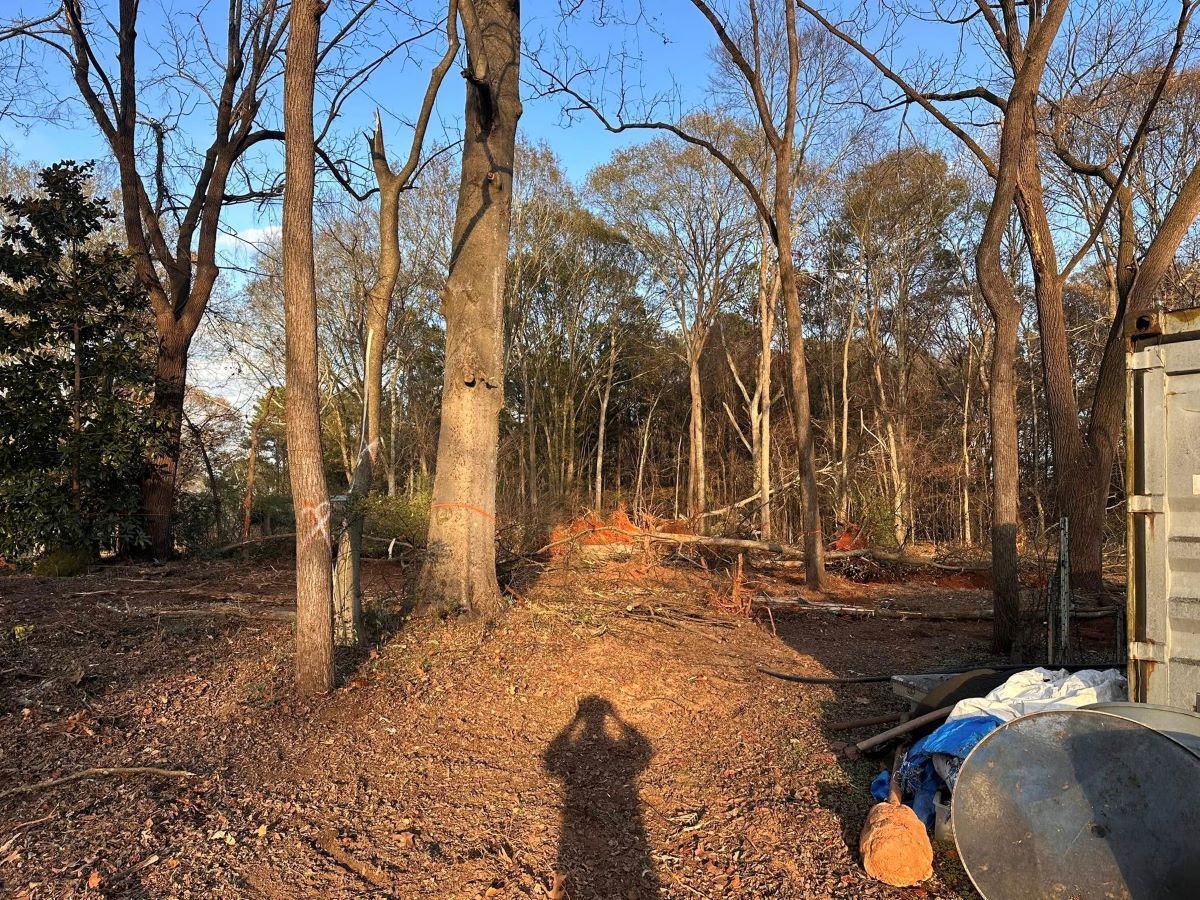 A wooded area with bare trees and a mound of brown earth, with a person's shadow in the foreground.