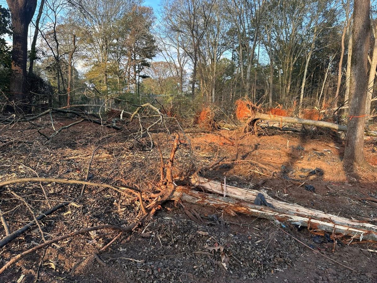Fallen trees and branches on a dirt ground in a wooded area, stumps visible.
