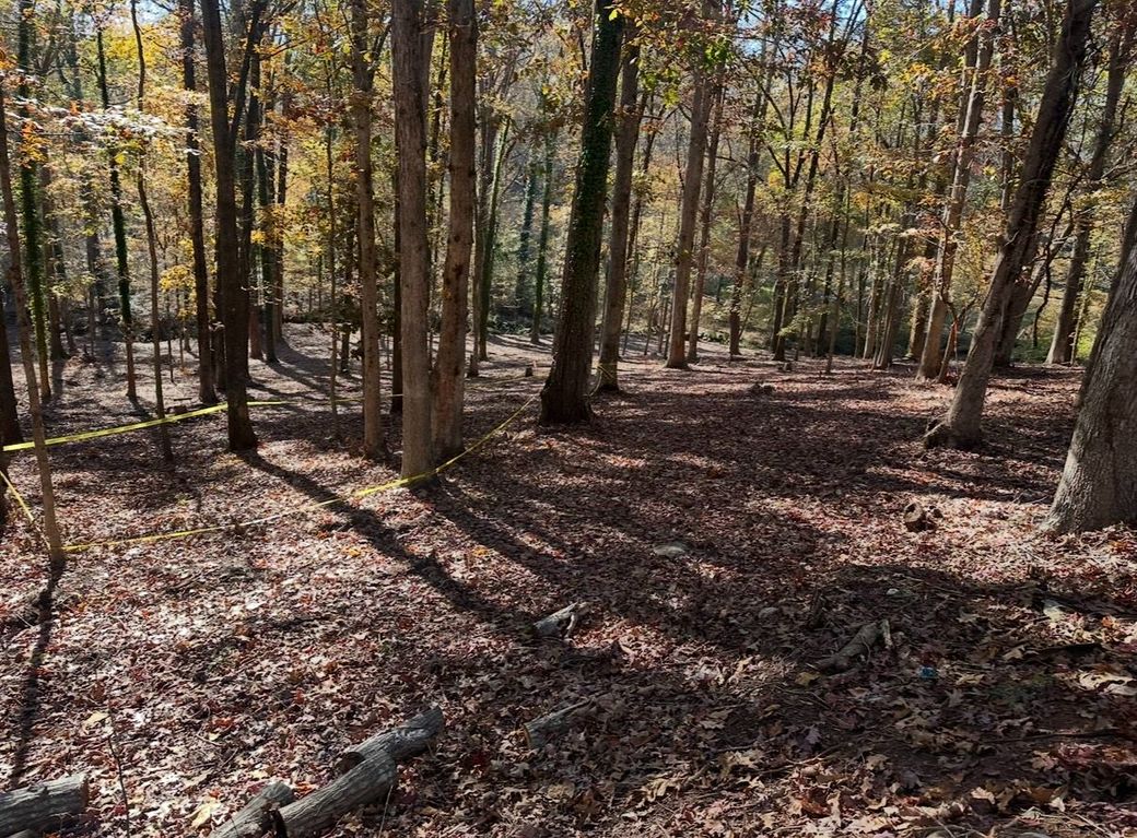Forest scene with trees and fallen leaves. Shadows on the ground. Yellow tape cordons off an area.