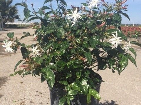 White-flowered potted shrub in a sunny outdoor field under a blue sky