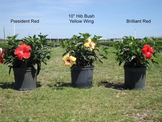 Three potted hibiscus plants on grass, labeled President Red, 10