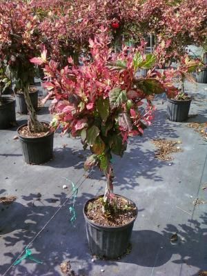 Potted ornamental tree with red and green leaves in a nursery yard