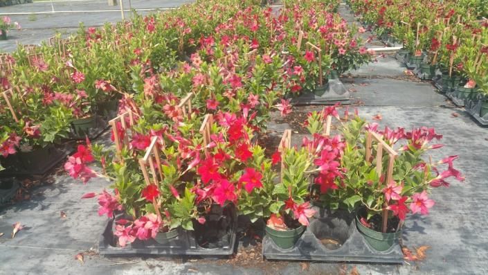 Rows of potted red and pink flowering plants in a nursery greenhouse