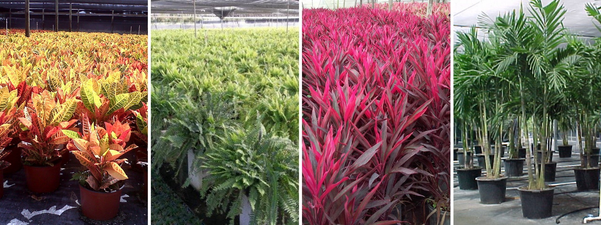Rows of potted ornamental plants in green, red, and variegated foliage at a nursery
