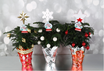 Three decorated mini Christmas trees in festive wrapped pots with star toppers and white baubles