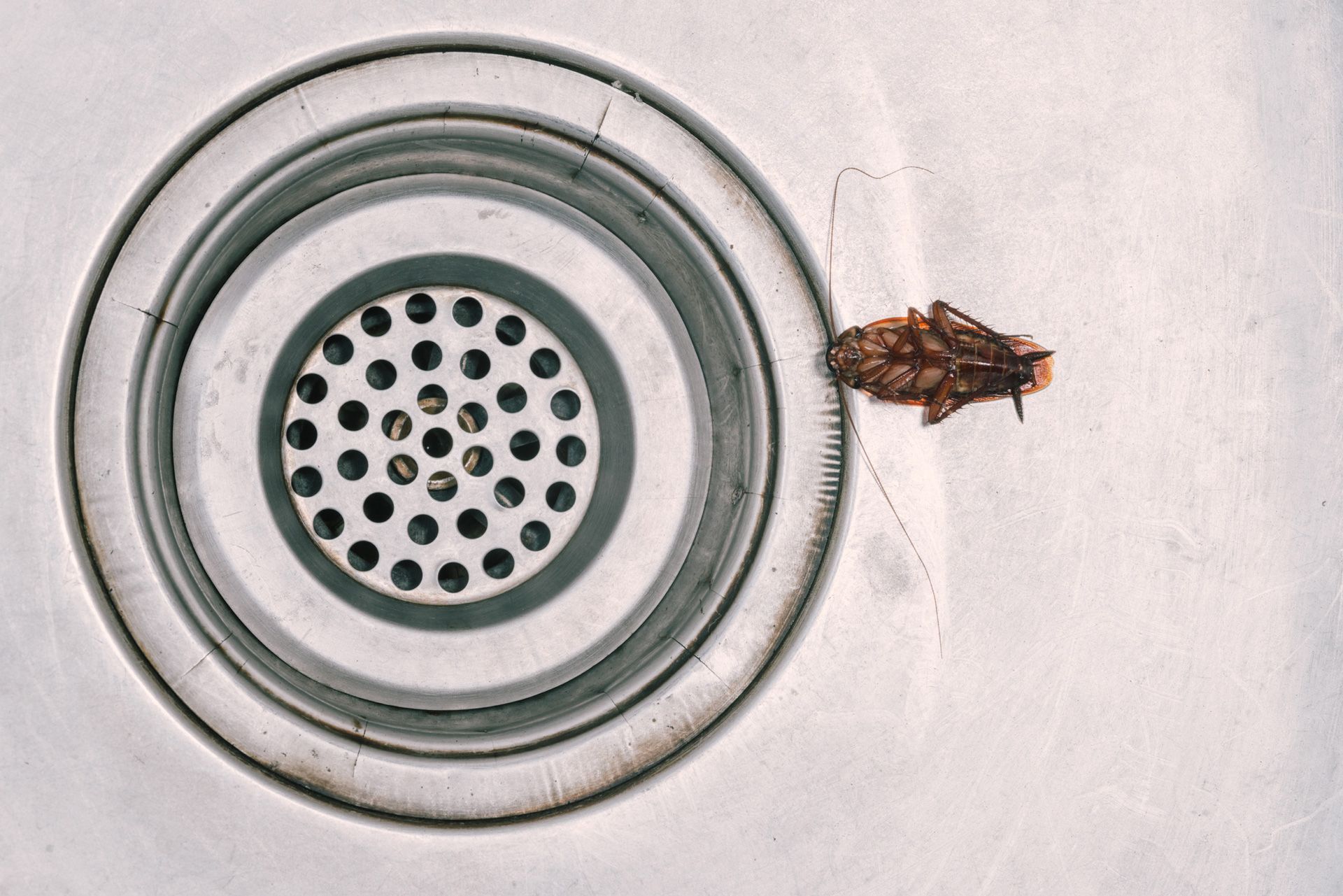 Spraying Pesticide | Newcastle, NSW | Impact Pest Control