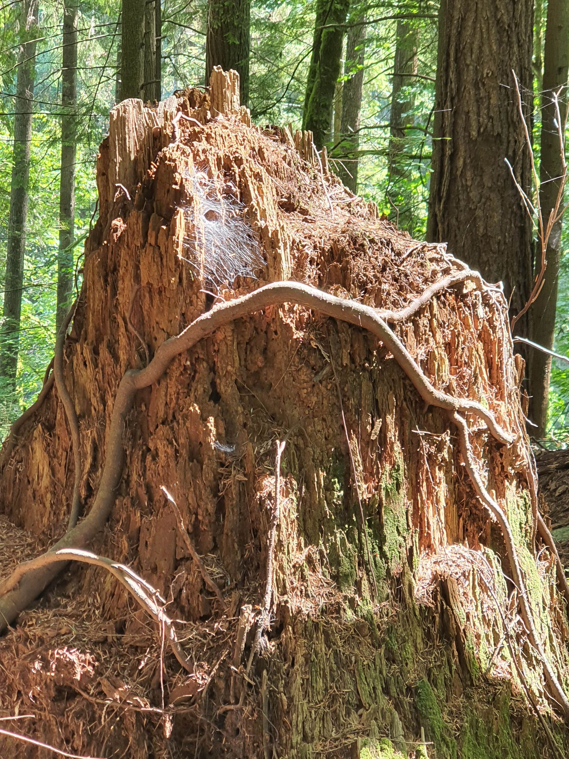 A large tree stump infested with termites