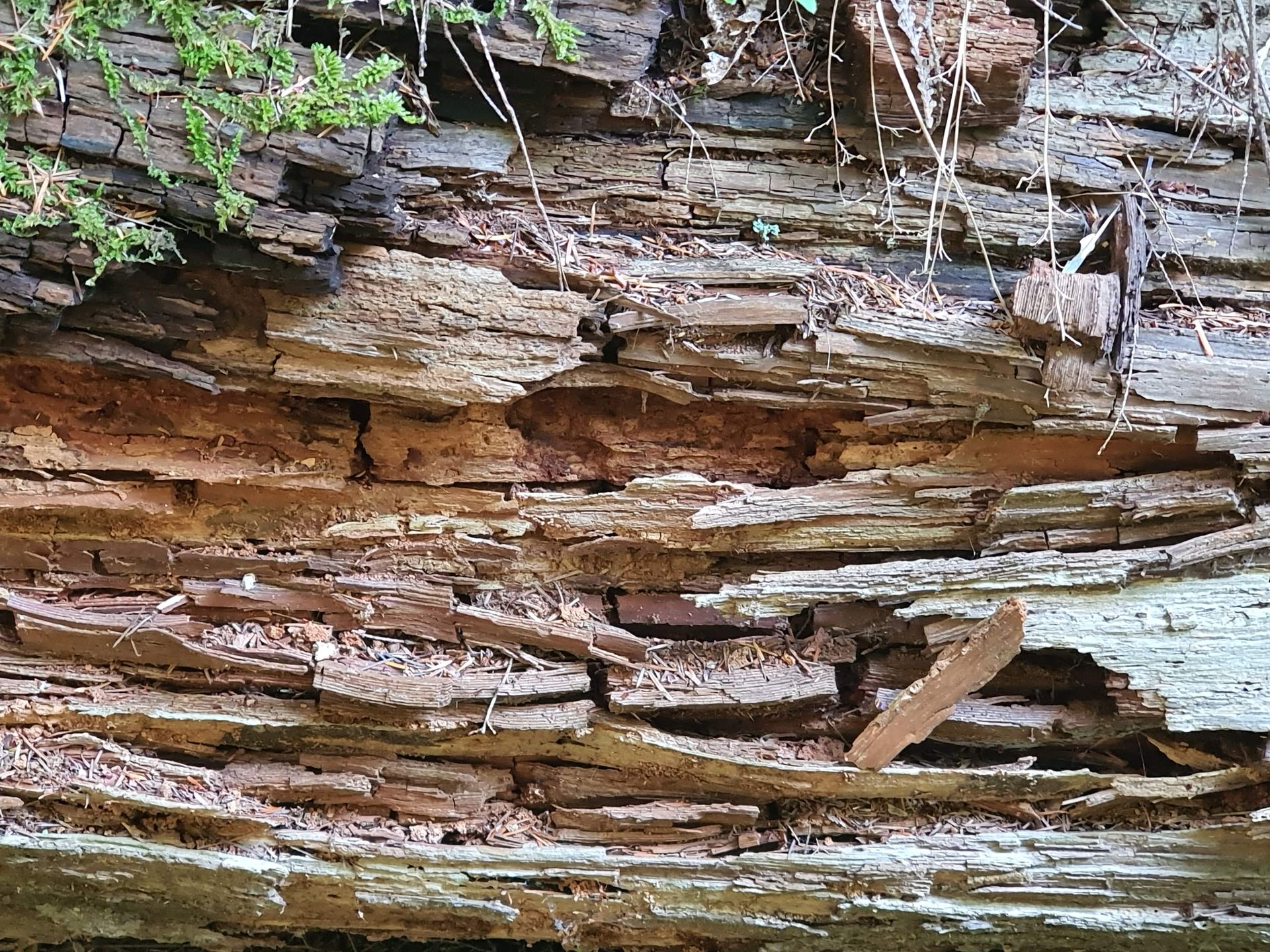 A close up of a piece of wood that is infested with termites.