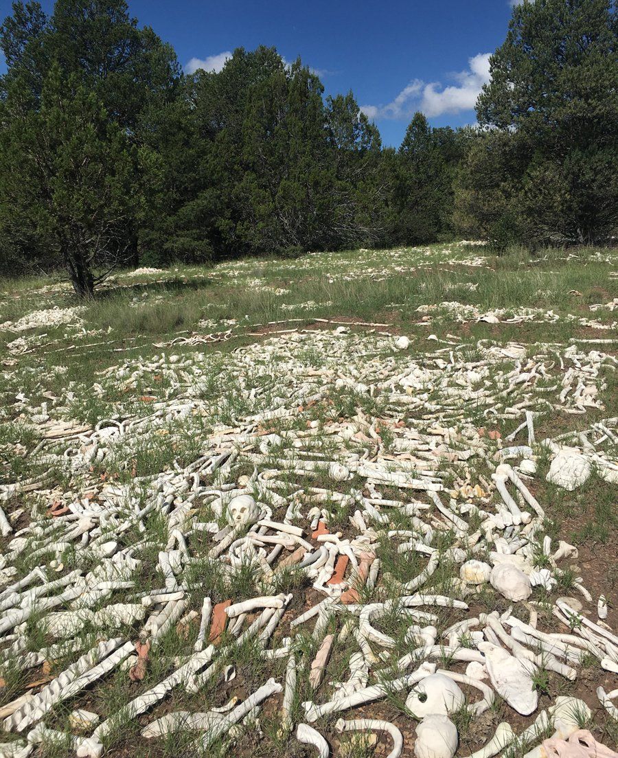 a field filled with a lot of bones in the grass .