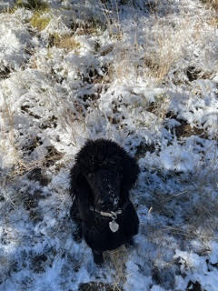 A black dog is sitting in the snow in a field.