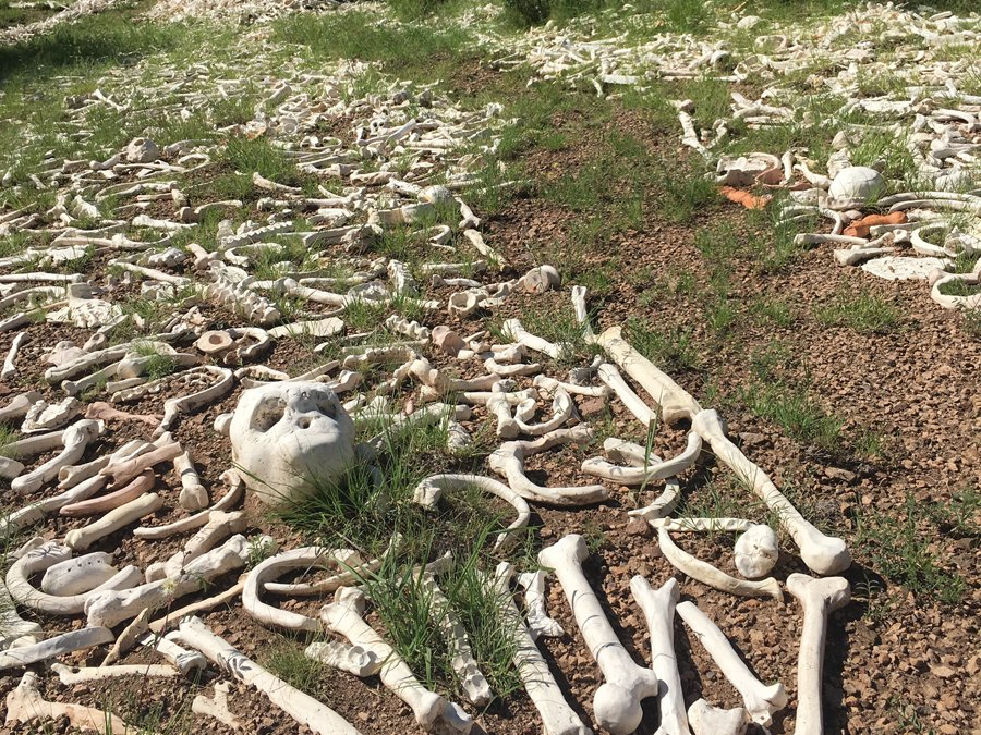 a pile of bones laying on the ground in a field .