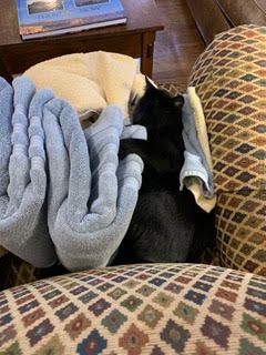 A black cat is laying on a couch with two blankets.