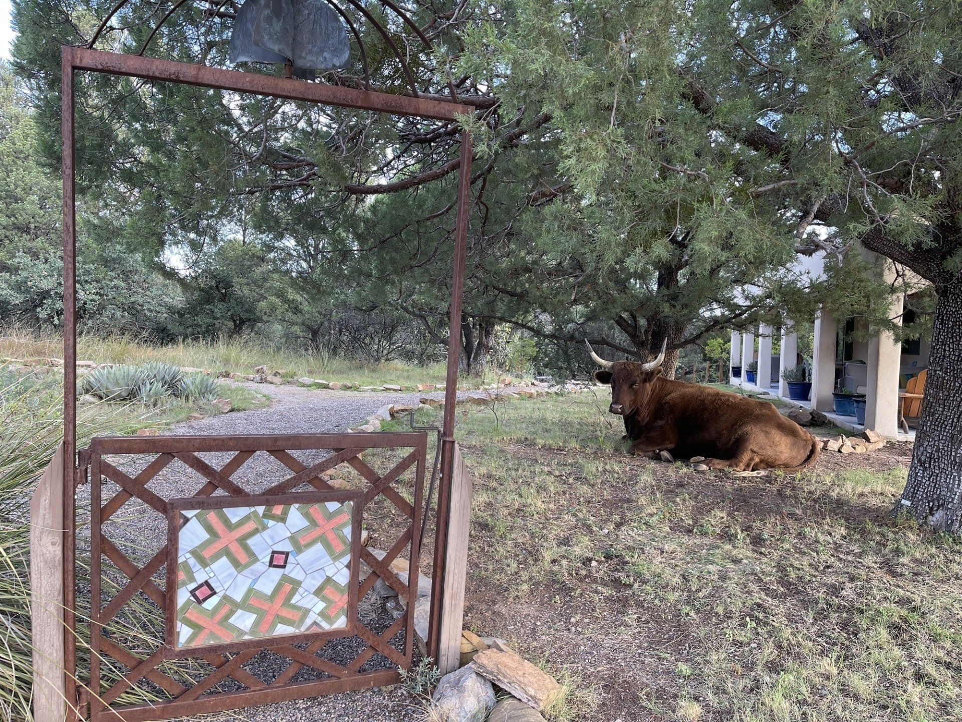 A cow is laying under a tree in front of a house.