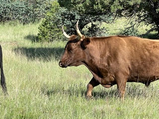 A brown cow with horns is walking through a grassy field.