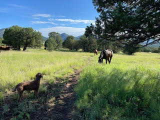 A dog and two horses are standing in a grassy field.