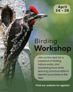 Birding workshop advertisement. A woodpecker perched on a tree next to a hole. Green and white text on a green gradient background.