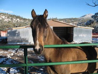A brown horse behind a green fence looking at the camera