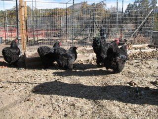 A group of black chickens are standing in the dirt in a fenced in area.