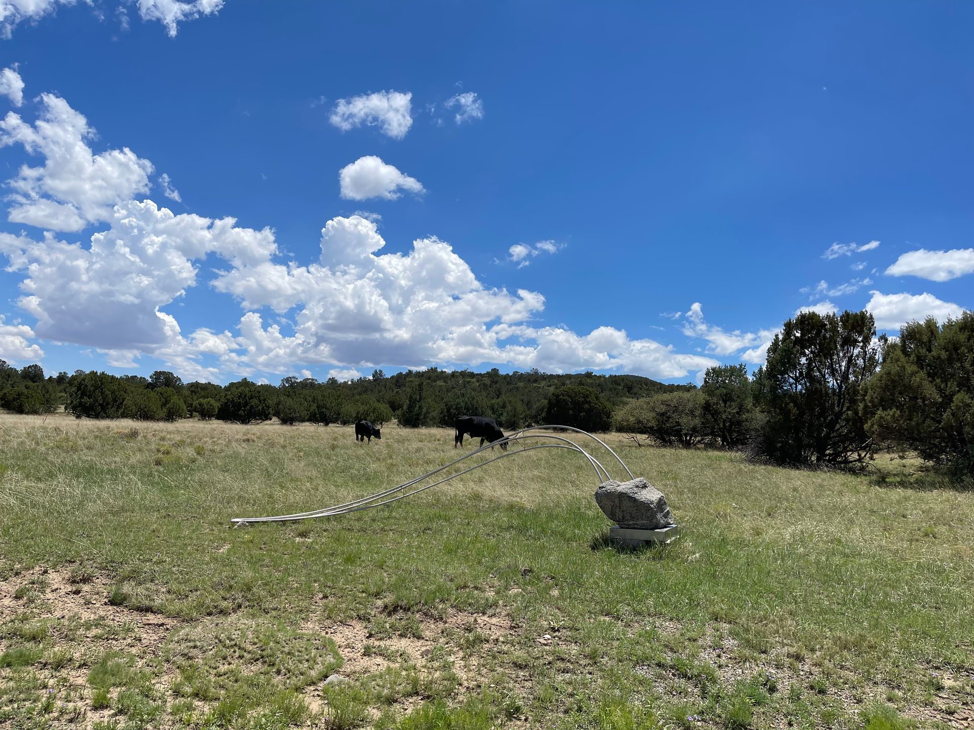 open field with grazing cattle