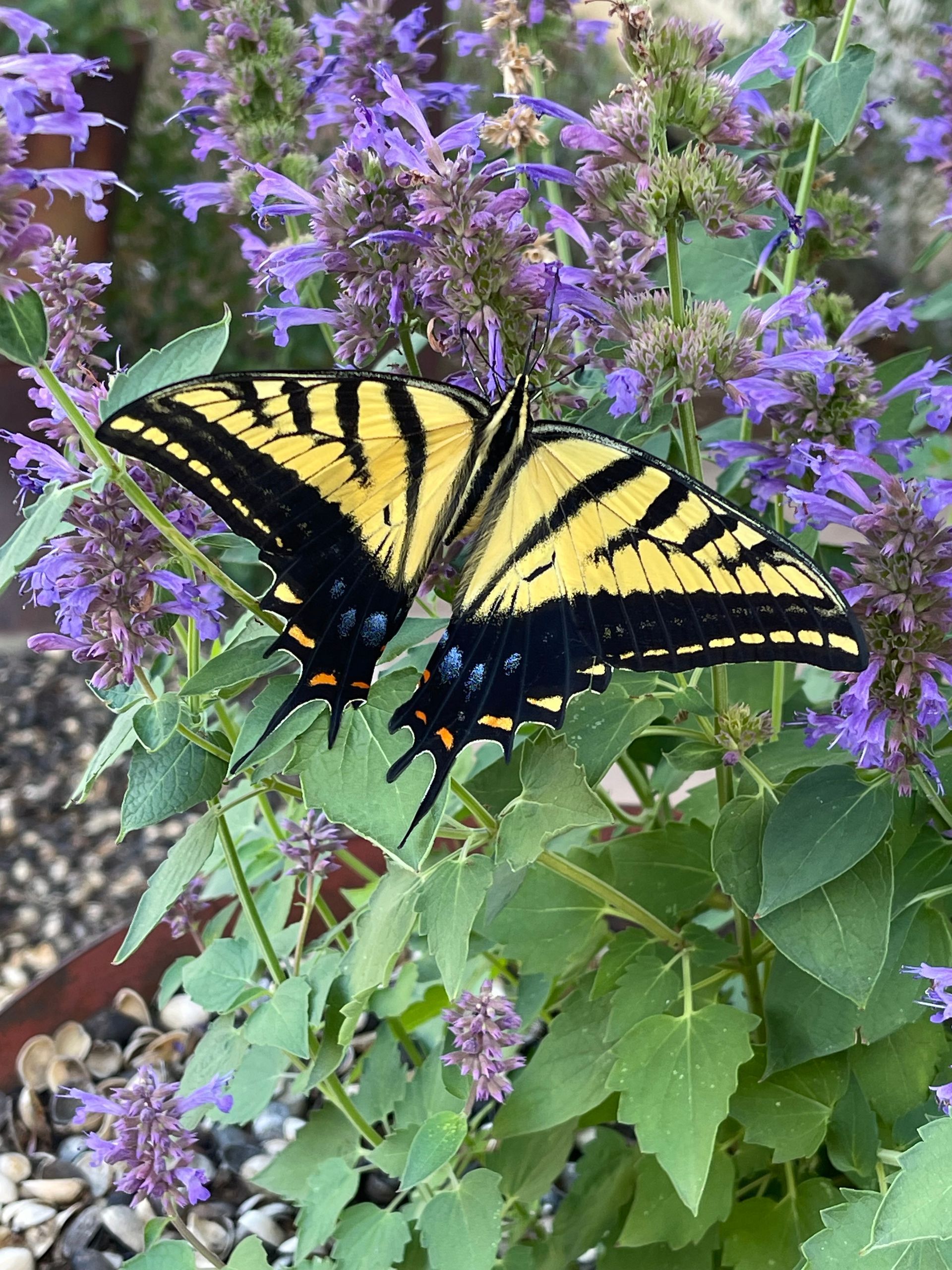 black and yellow butterfly