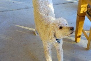 A white poodle is standing on its hind legs in front of a wooden stool.