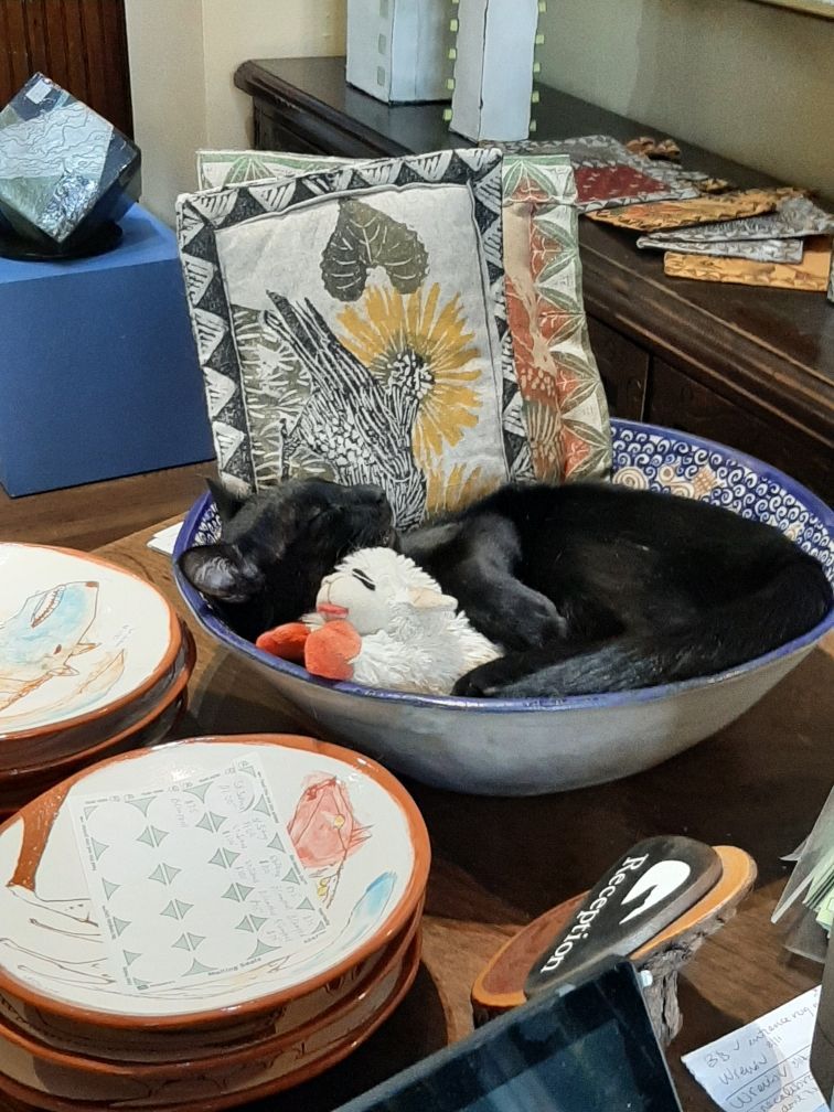cat taking a nap in a bowl