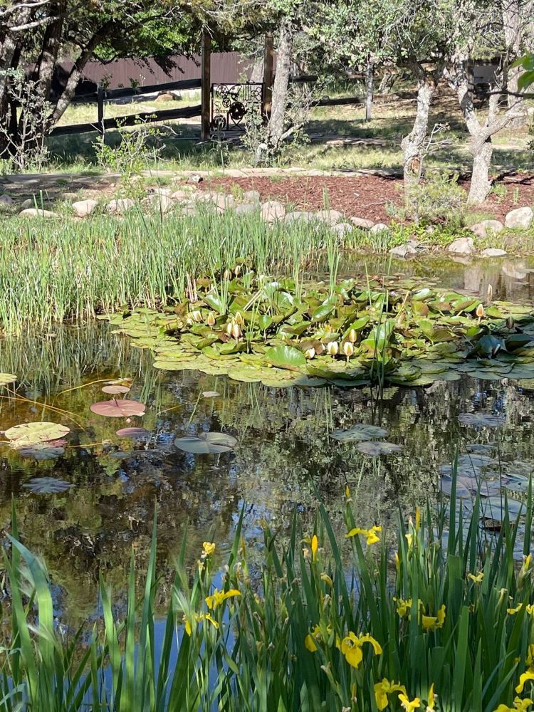 pond with lily pads