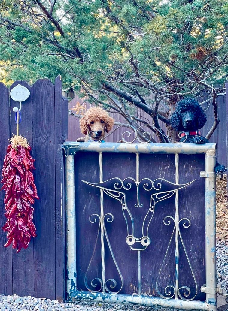Two dogs are looking over a gate with a bull head on it.