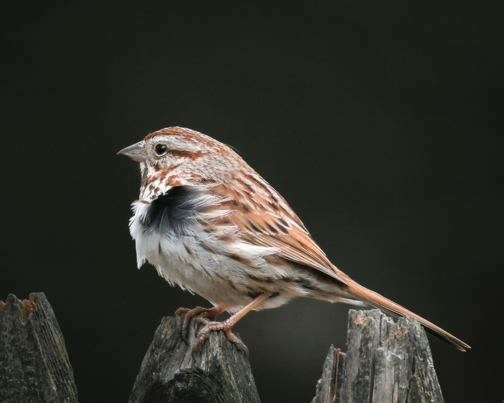 A small brown and white bird perched on a fence post