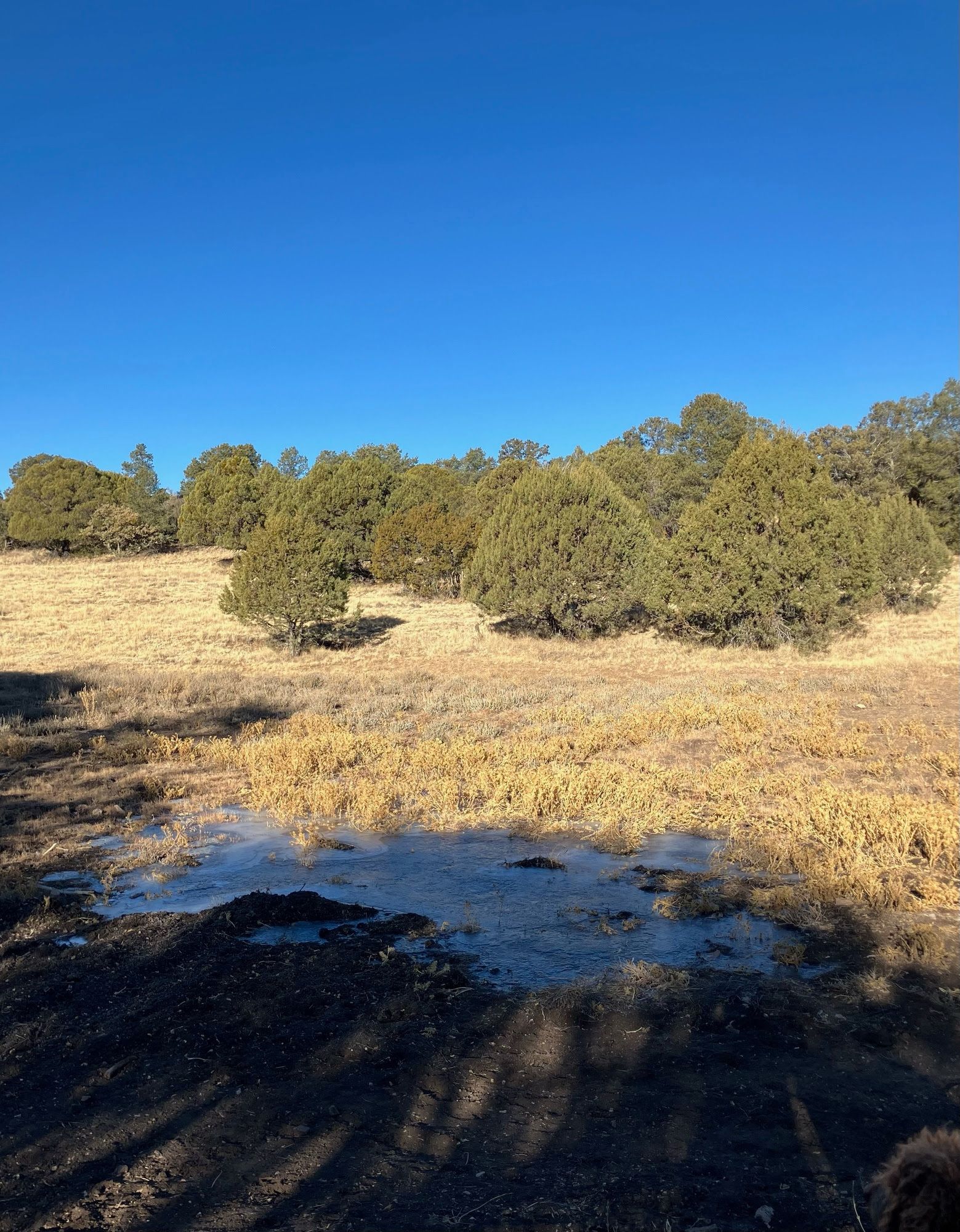 A puddle of water in the middle of a field with trees in the background