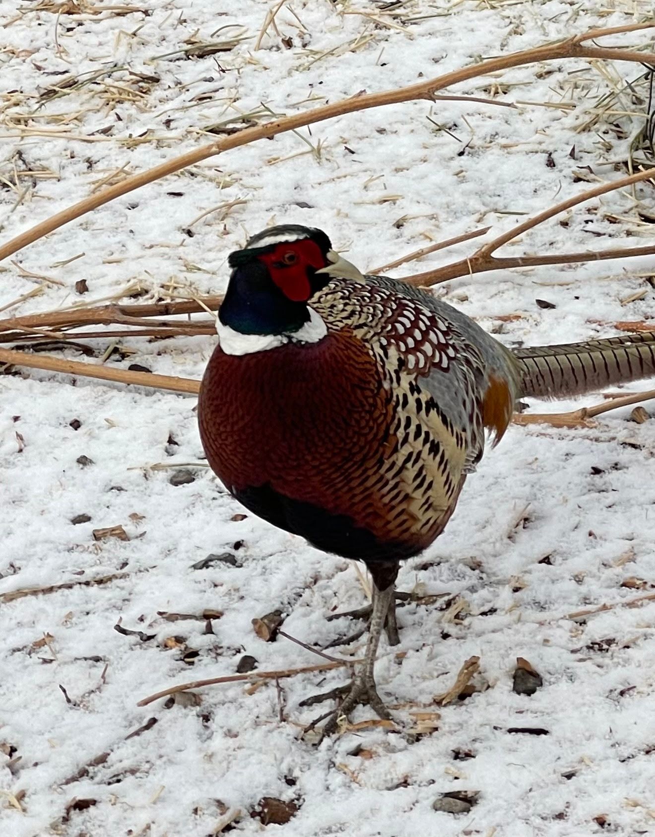 A pheasant is standing in the snow looking for food
