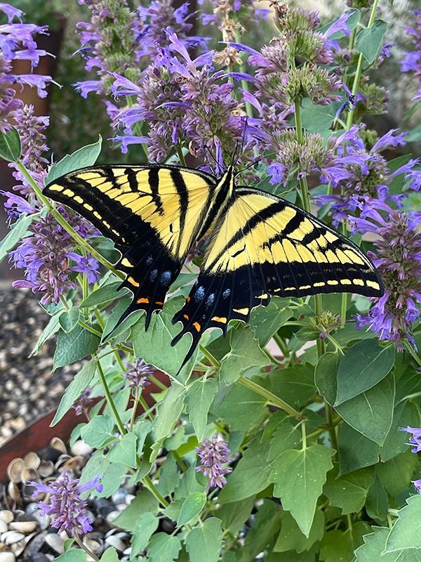 black and yellow butterfly