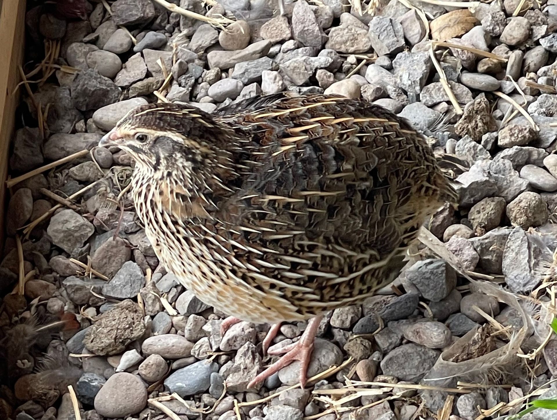 A small yellow flower is growing out of the ground