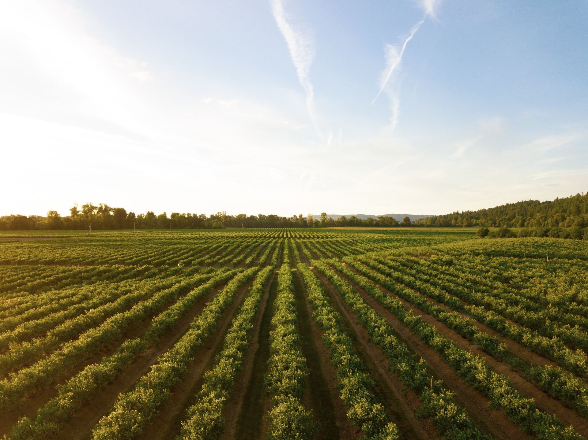 Rows of green crops stretching across a farm field at sunrise under a clear sky