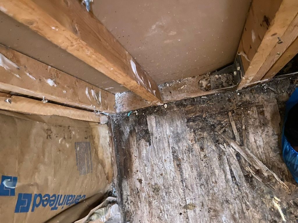 Mold on a wood — Ocala, FL — PUDDLES Restoration