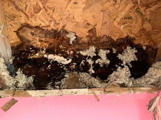 Exposed wall section showing extensive black mold growth