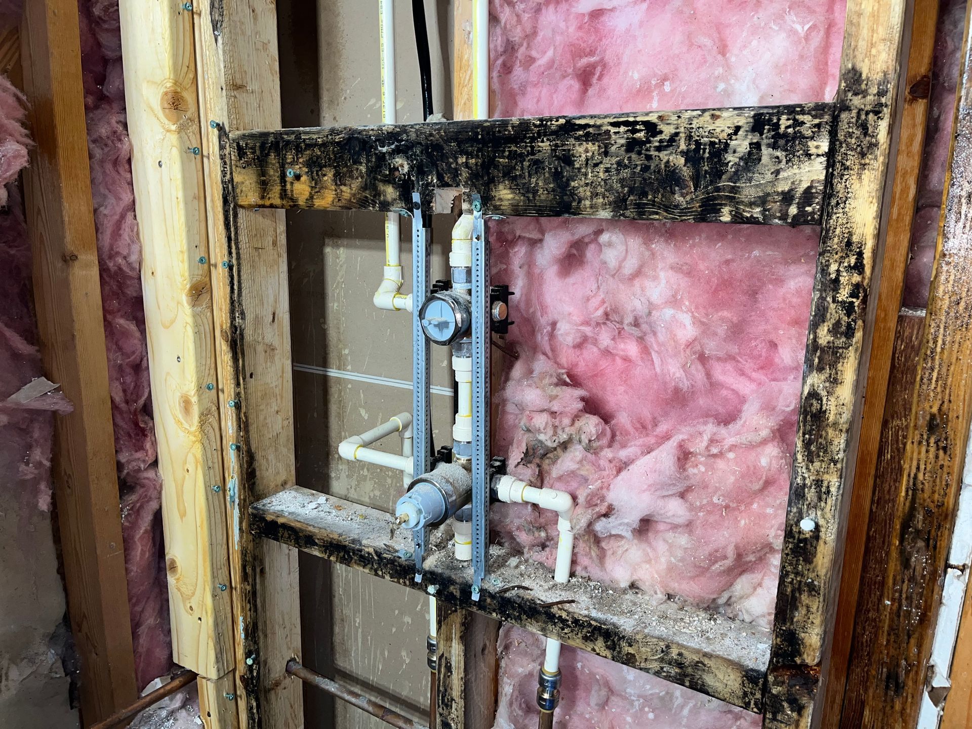 Black mold on wall framing and insulation.