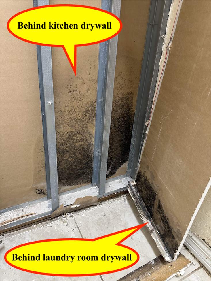 Mold on Wall in Laundry Room in Gainesville, FL