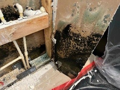 Mold on drywall and wood framing.