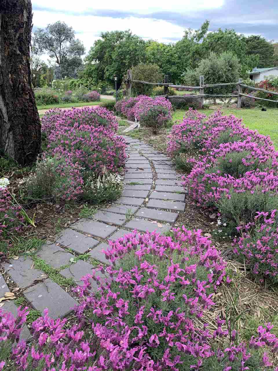 stone walkway in garden