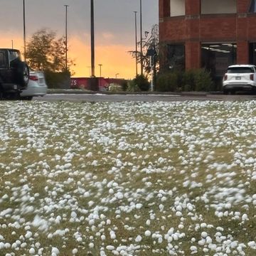 A field of white flowers with cars parked in the background