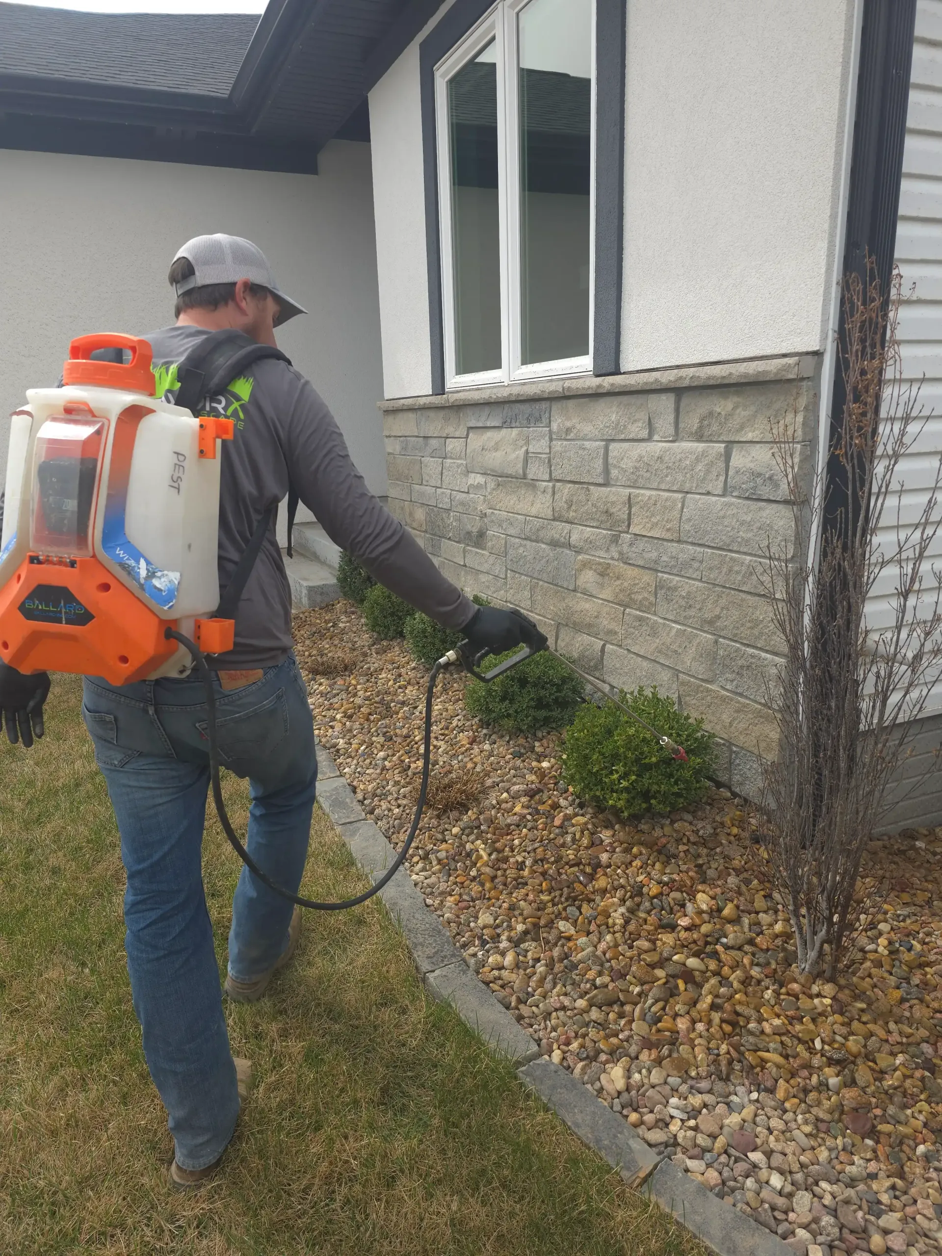 A man is spraying plants in front of a house with a backpack sprayer.