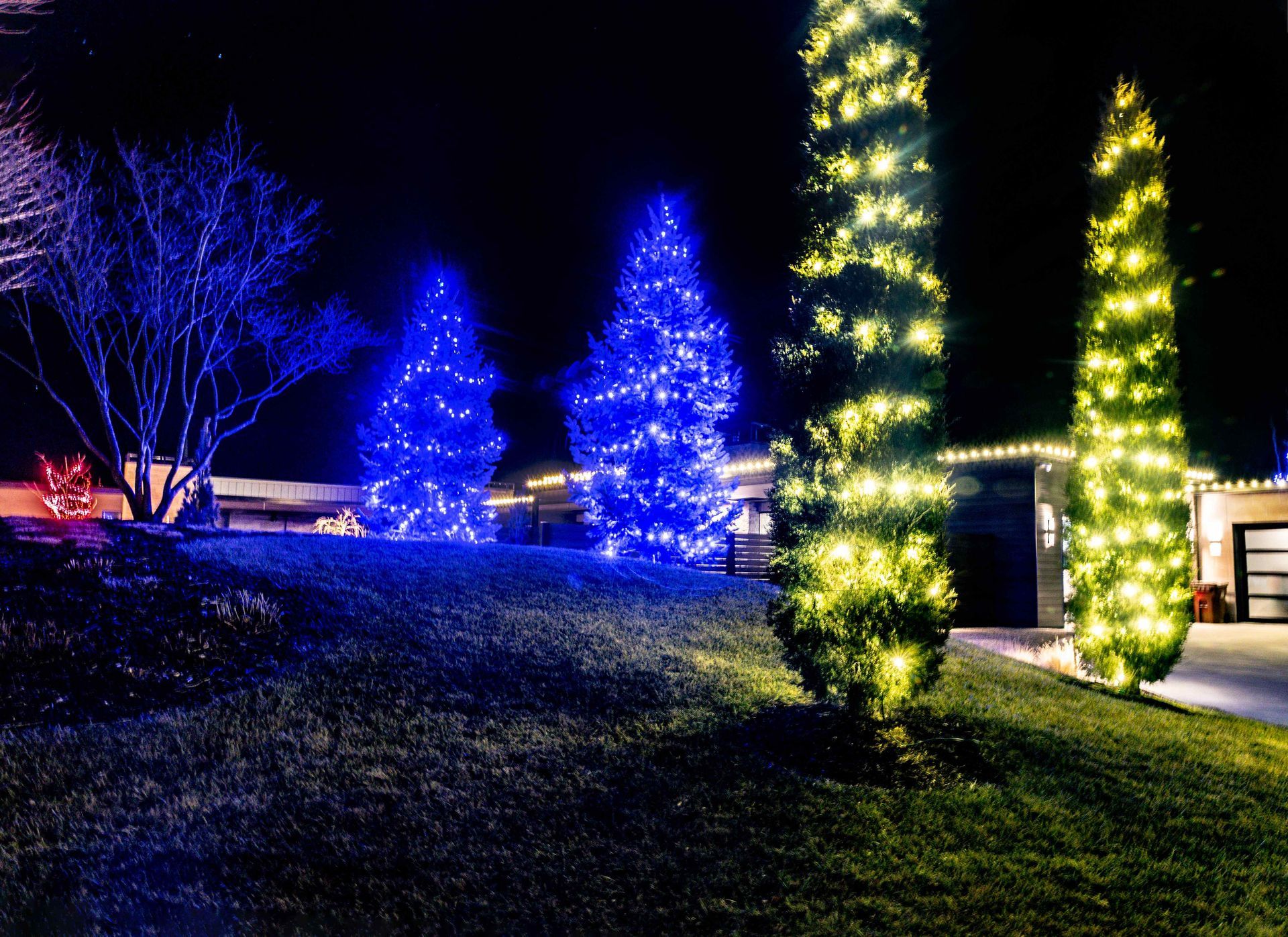 House with Christmas lights; blue and yellow lights illuminate trees and shrubbery on a dark night.