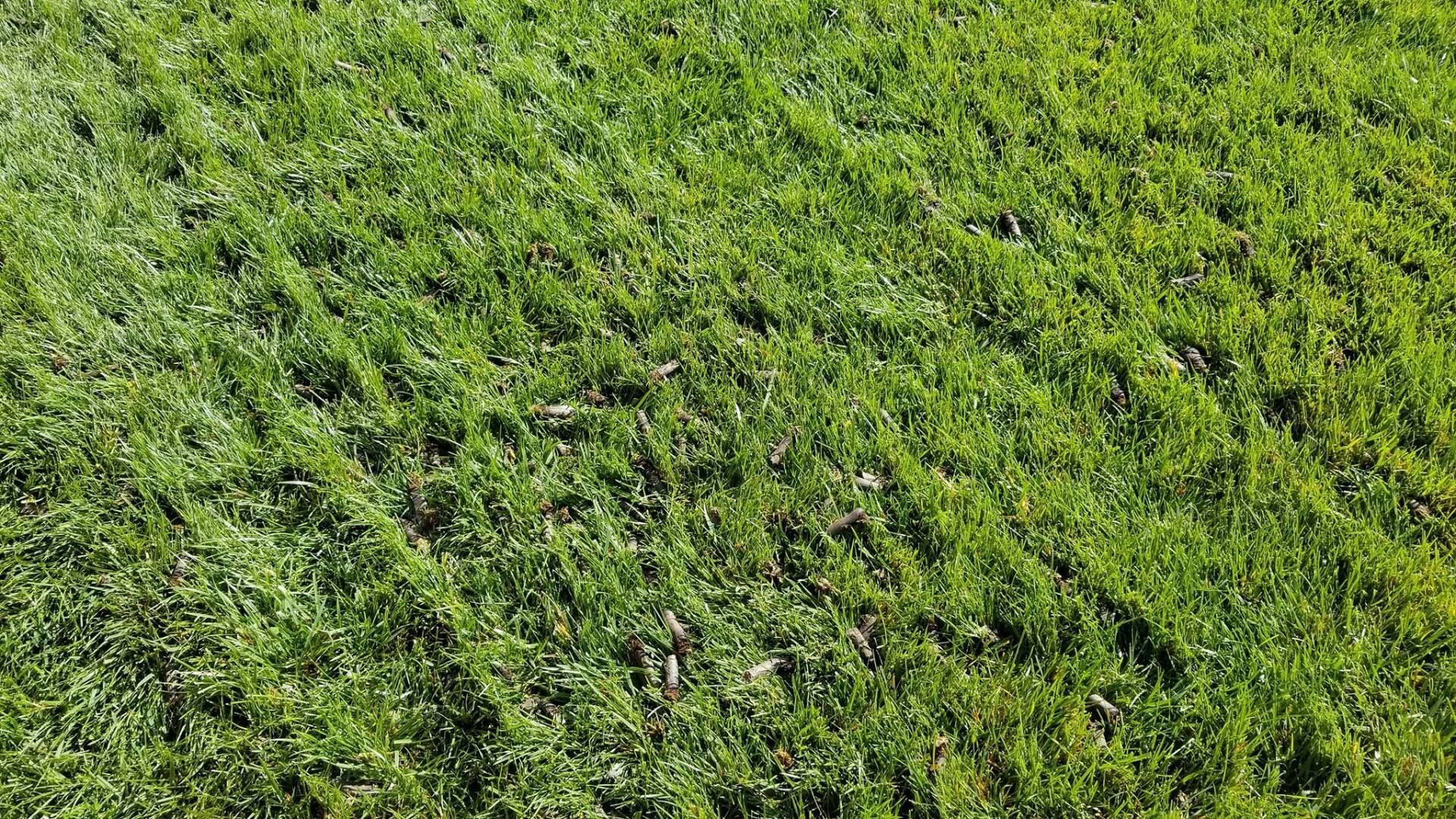 An aerial view of a field of green plants growing in rows.